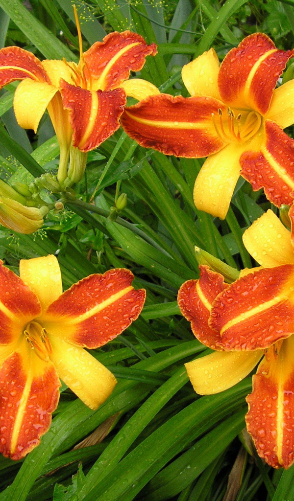 На поляне красивые цветы лилейник