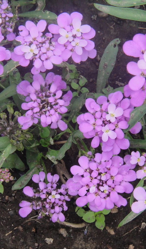 Красивые цветы иберис на поляне