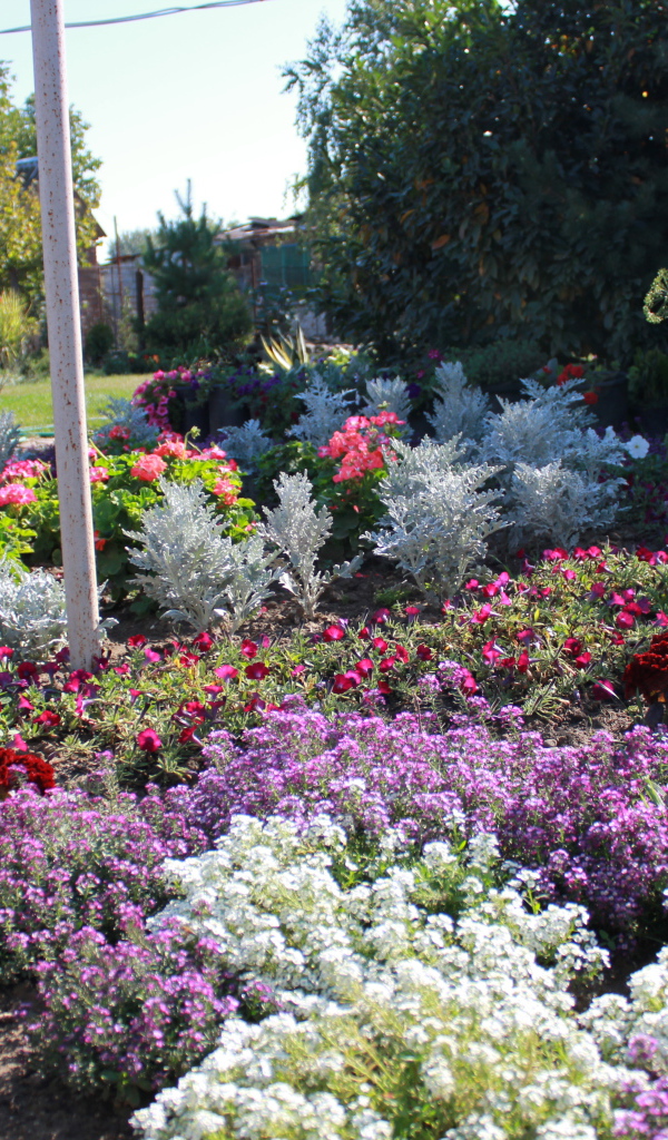 На поляне красивые цветы алиссум