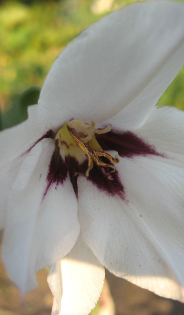 На поляне красивые цветы ацидантера