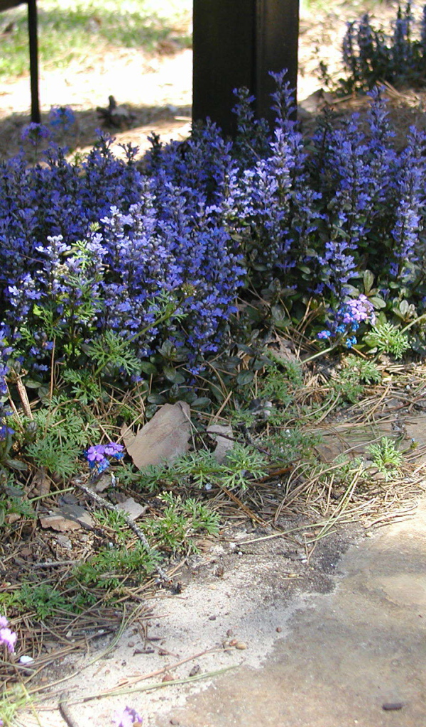 На поляне красивые цветы аюга