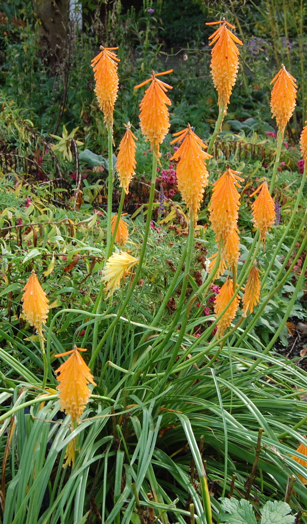 На поляне красивые цветы кникофия