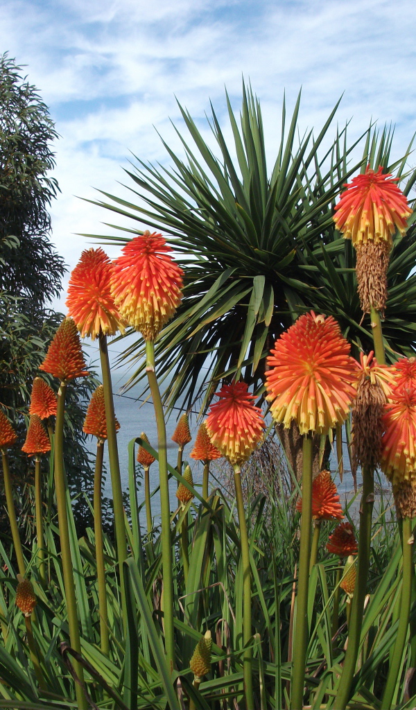 Красивые цветы кникофия на поляне