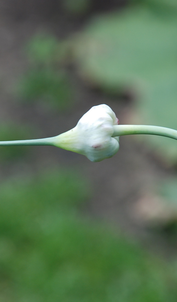На поляне красивые цветы нектароскордум 