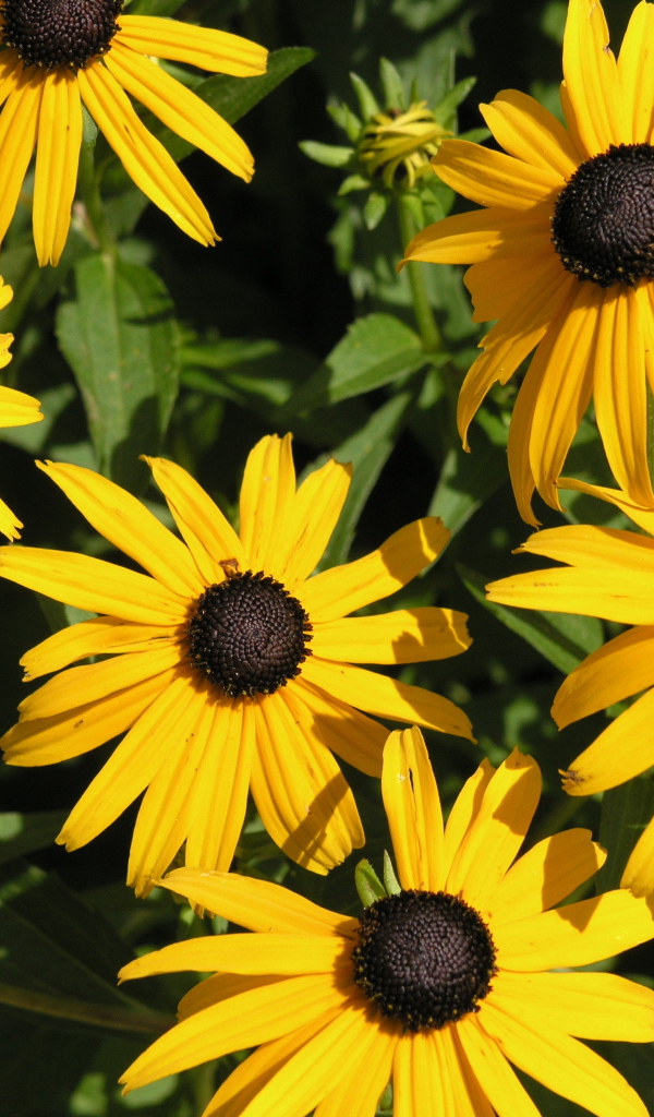 На поляне красивые цветы рудбекия