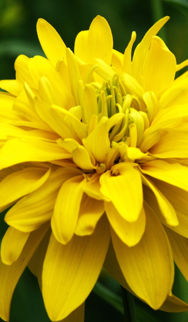 Красивые цветы рудбекия на поляне