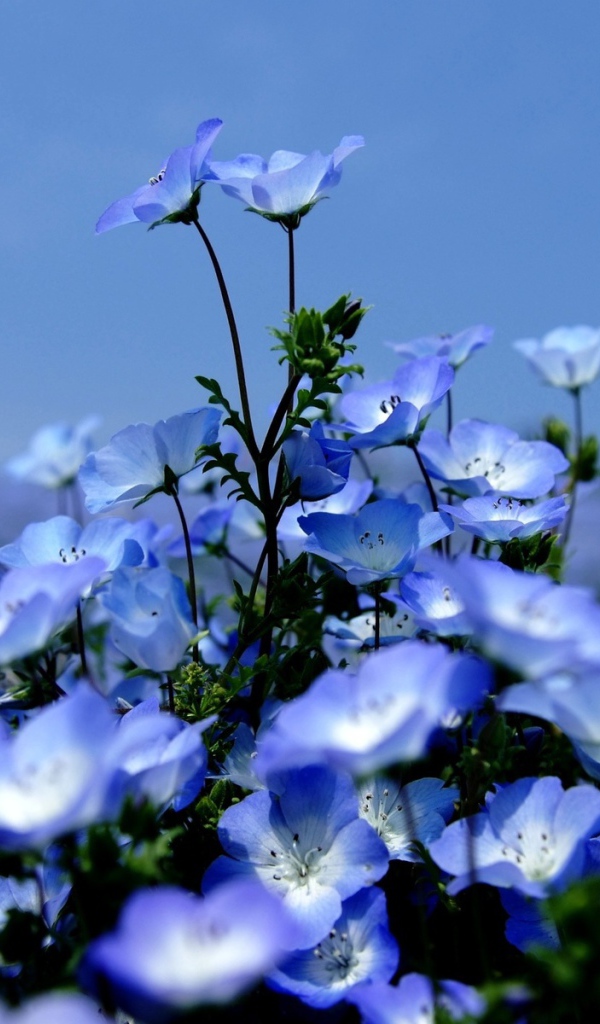 На поляне красивые цветы вероника