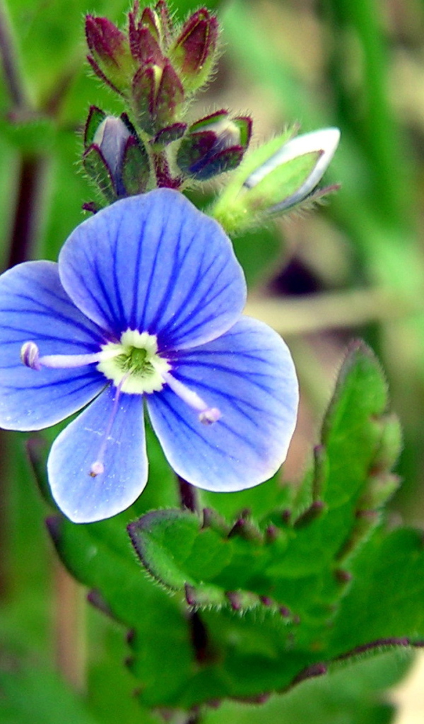 Красивые цветы вероника на поляне