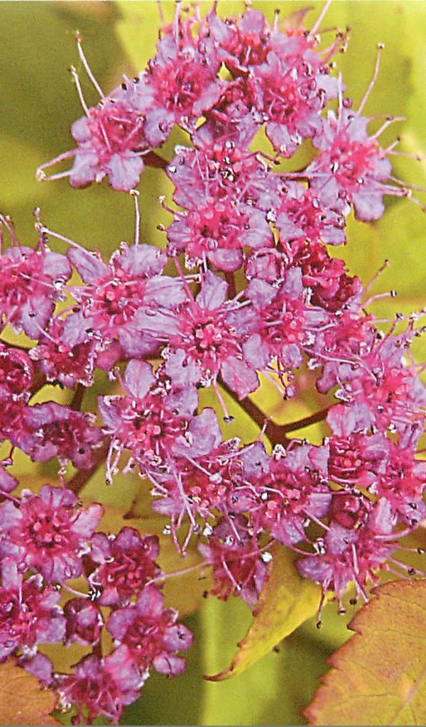 На поляне красивые цветы спирея