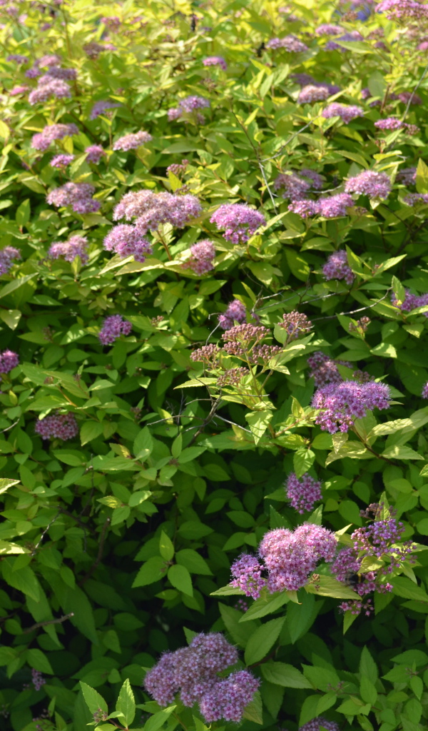 Красивые цветы спирея на поляне