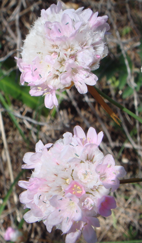 На поляне красивые цветы армерия