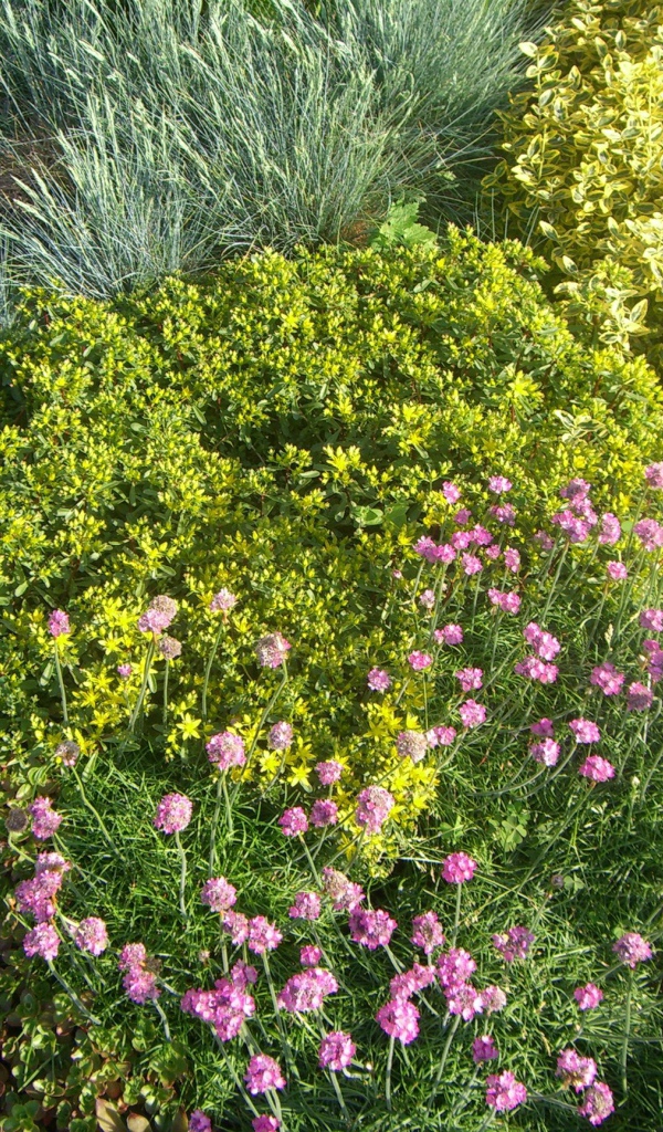 Красивые цветы армерия на поляне
