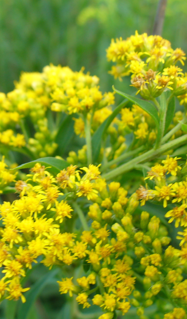 На поляне красивые цветы венидиум