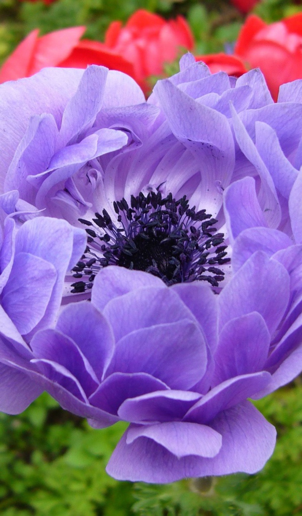 На поляне красивые цветы анемона