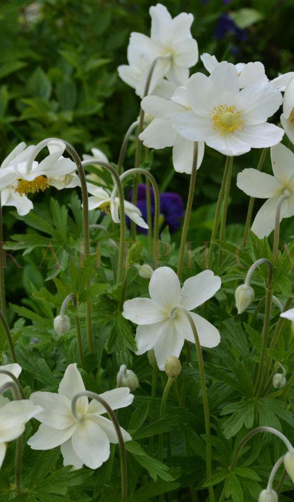 Красивые цветы анемона на поляне