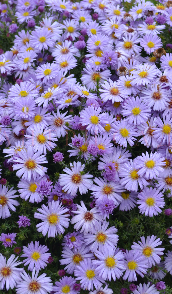 На поляне красивые цветы астра