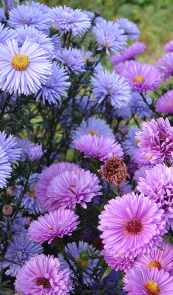 Красивые цветы астра на поляне