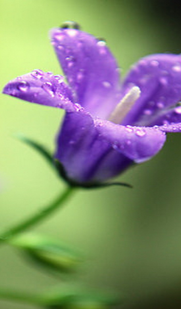 На поляне красивые цветы колокольчики
