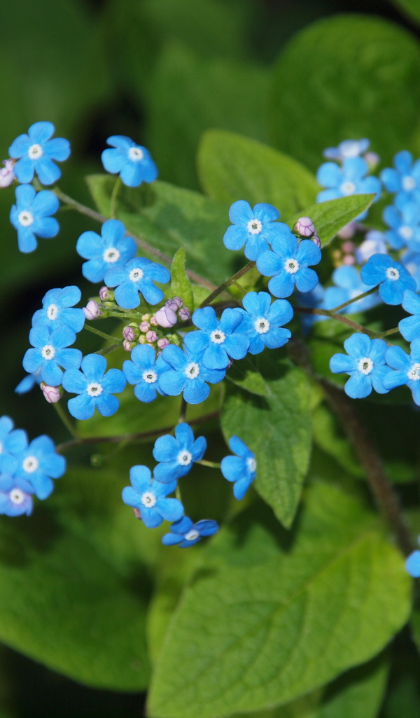 Красивые цветы растения бруннера