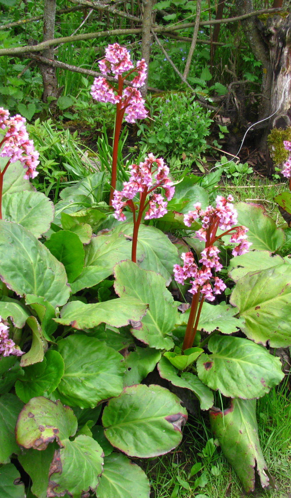 Красивые цветы растения бадан