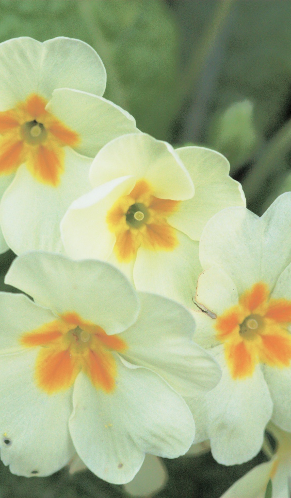 Красивые цветы растения резуха