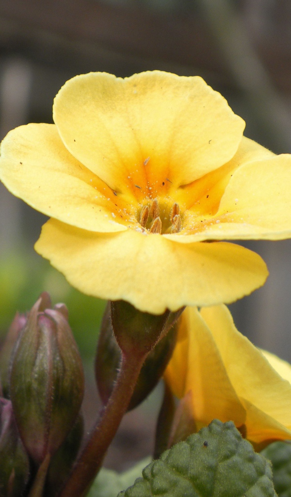 Красивые цветы примула на поляне