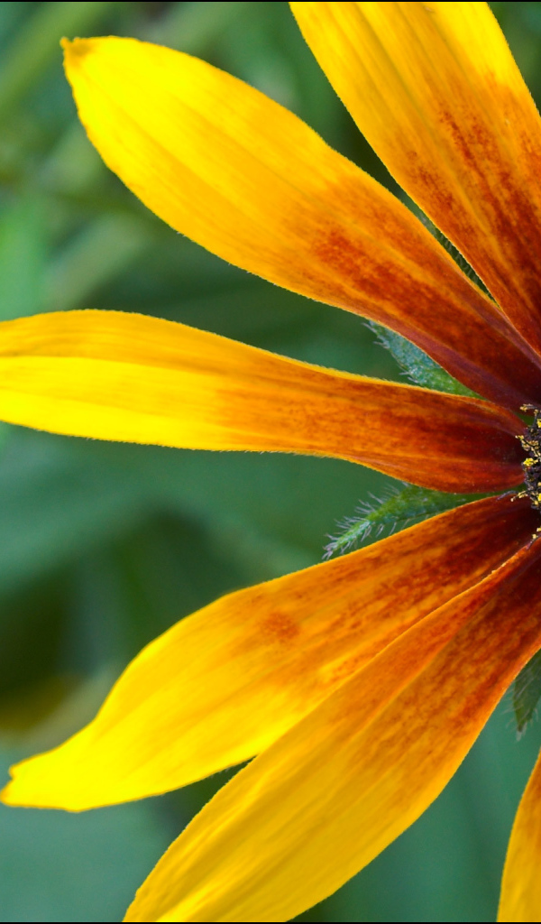 Красивые цветы рудбекия