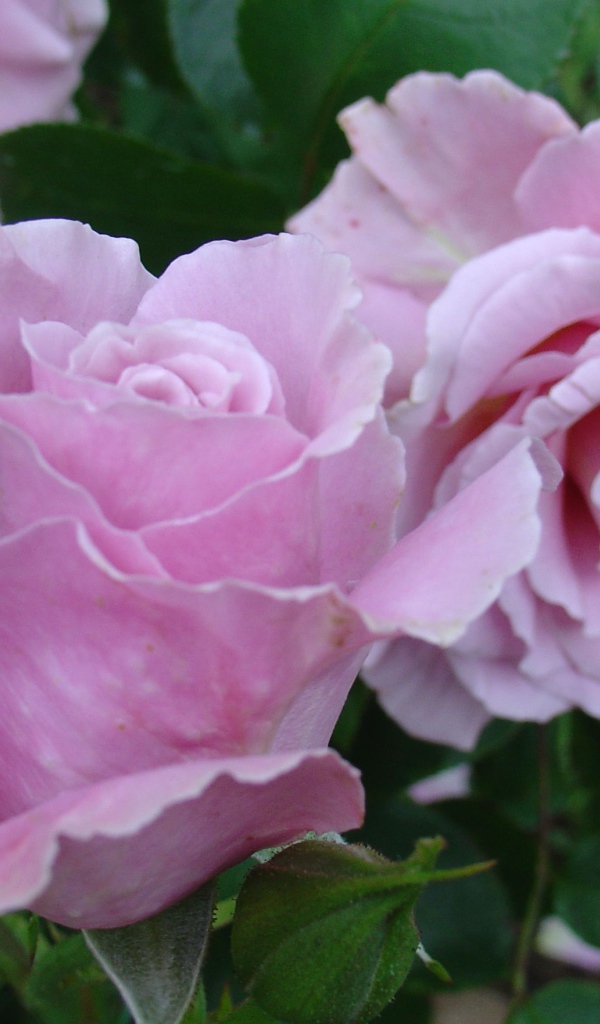 Красивые цветы кустарниковые розы на поляне