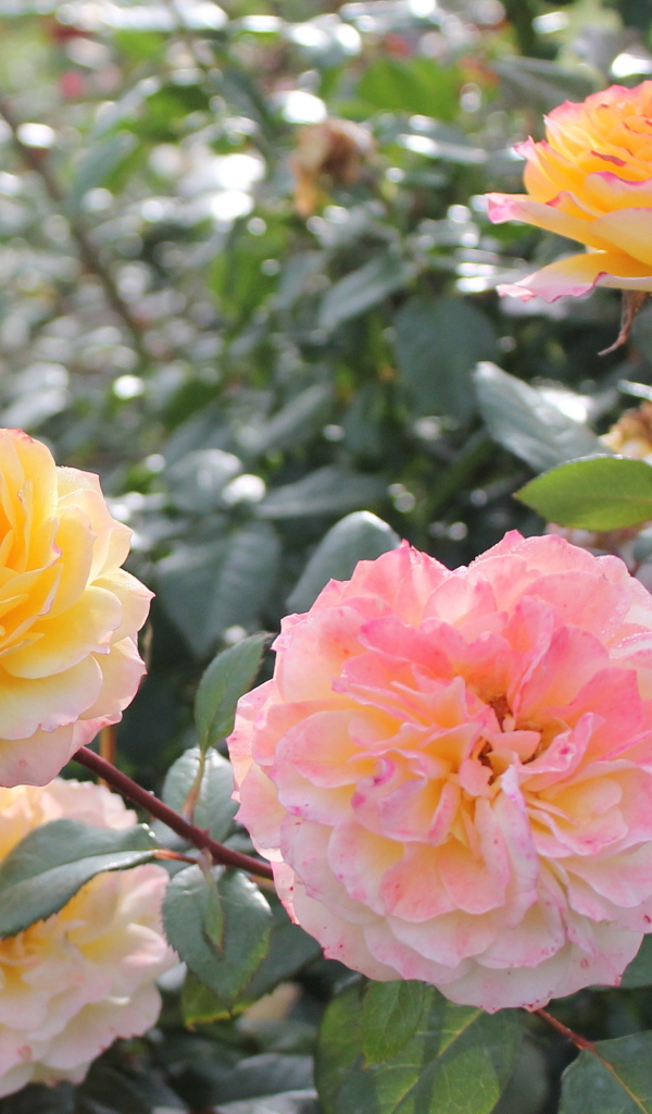 Красивые цветы кустарниковые розы на клумбе в саду