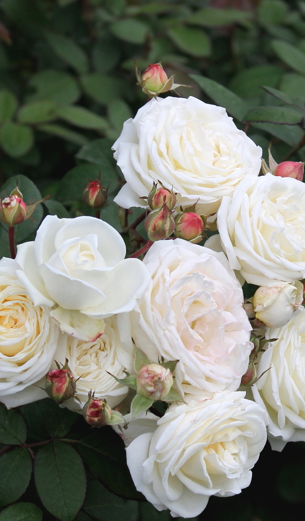 Красивые цветы кустарниковые розы в парке