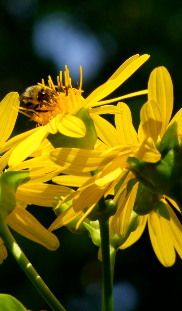 Красивые цветы венидиум (астровые) в саду