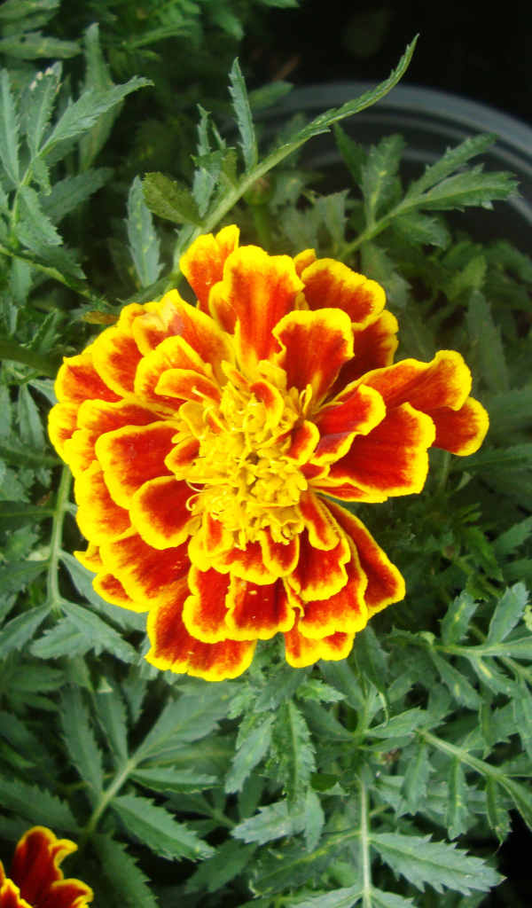 Красивые цветы венидиум (астровые) в парке