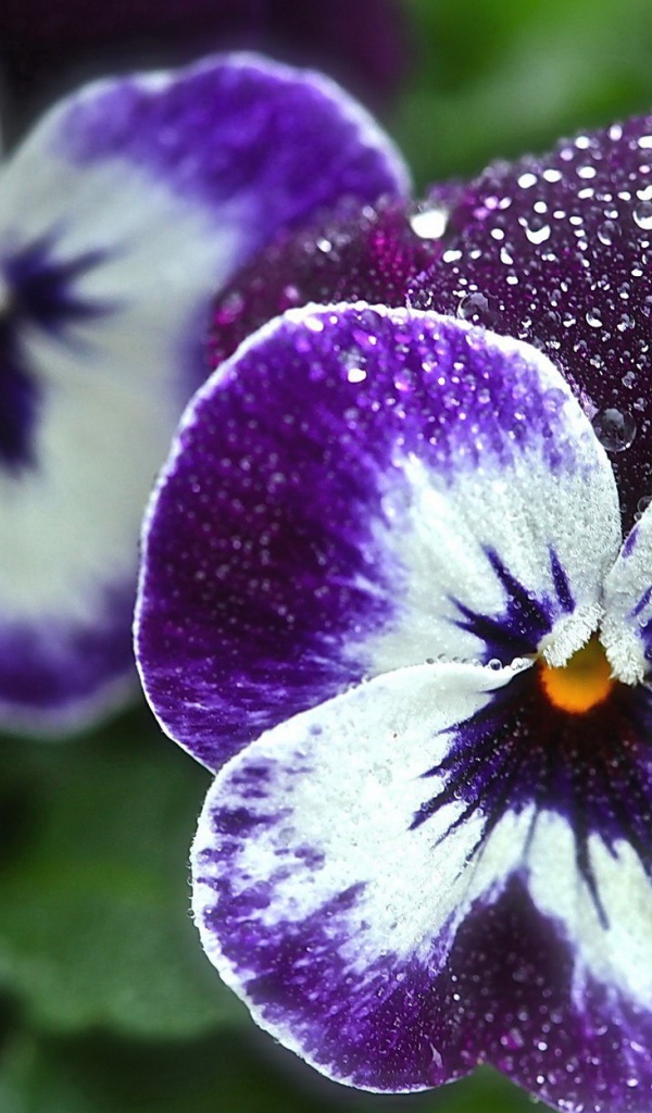 Красивые цветы виола (фиалка,анютины глазки)  в саду