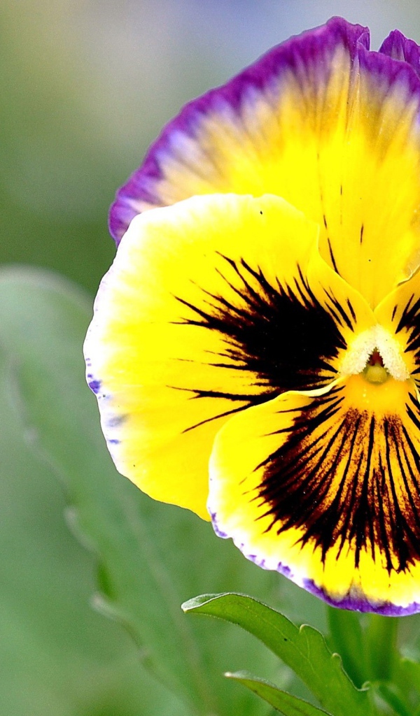 Красивые цветы виола (фиалка,анютины глазки)  на поляне