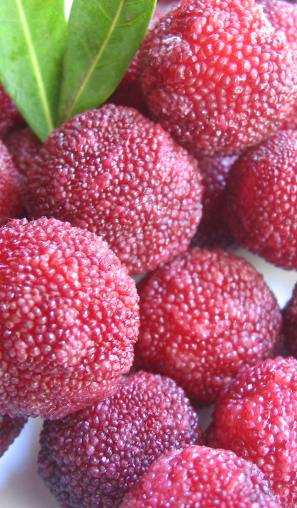 Красивые плоды растения восковник