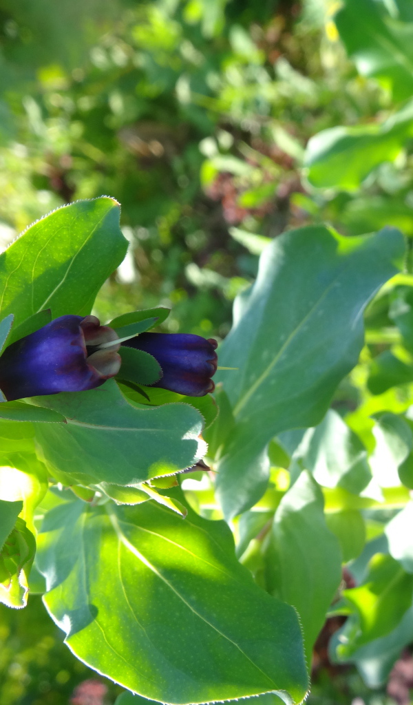 Красивый восковник на дачном участке