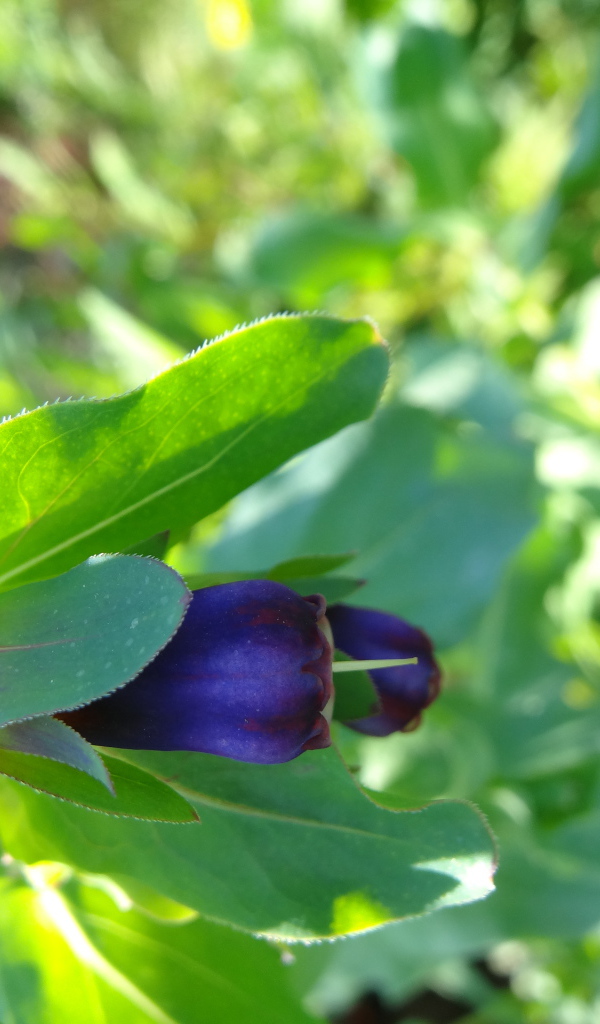 Красивый восковник в саду
