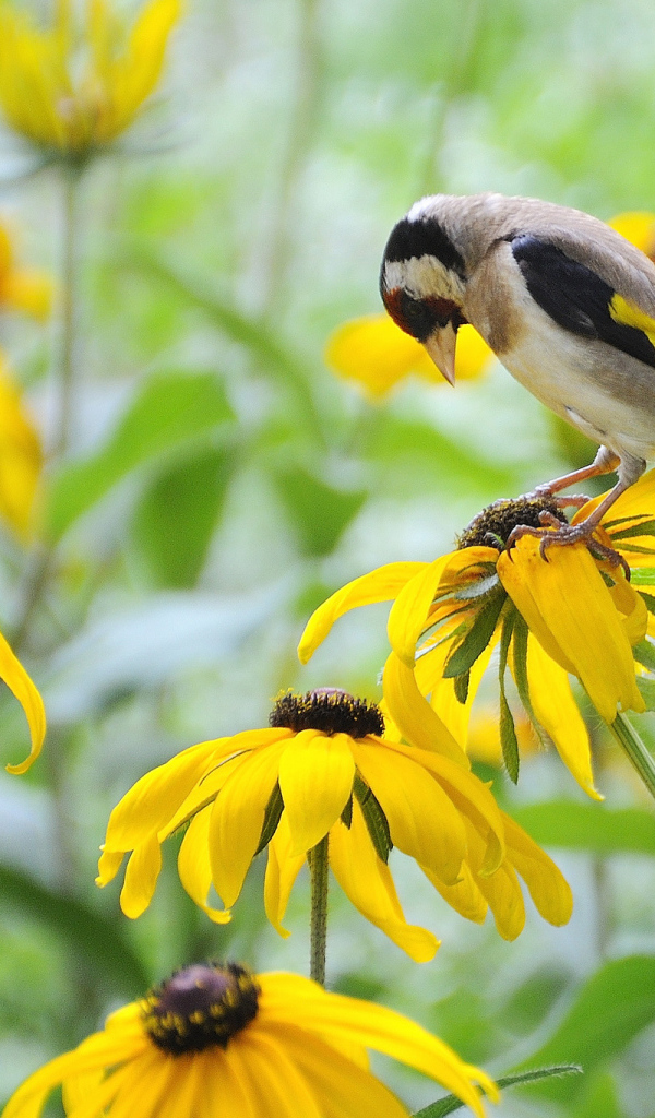 Красивая рудбекия в саду
