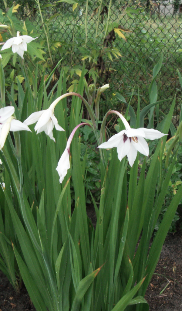 Красивая ацидантера в саду