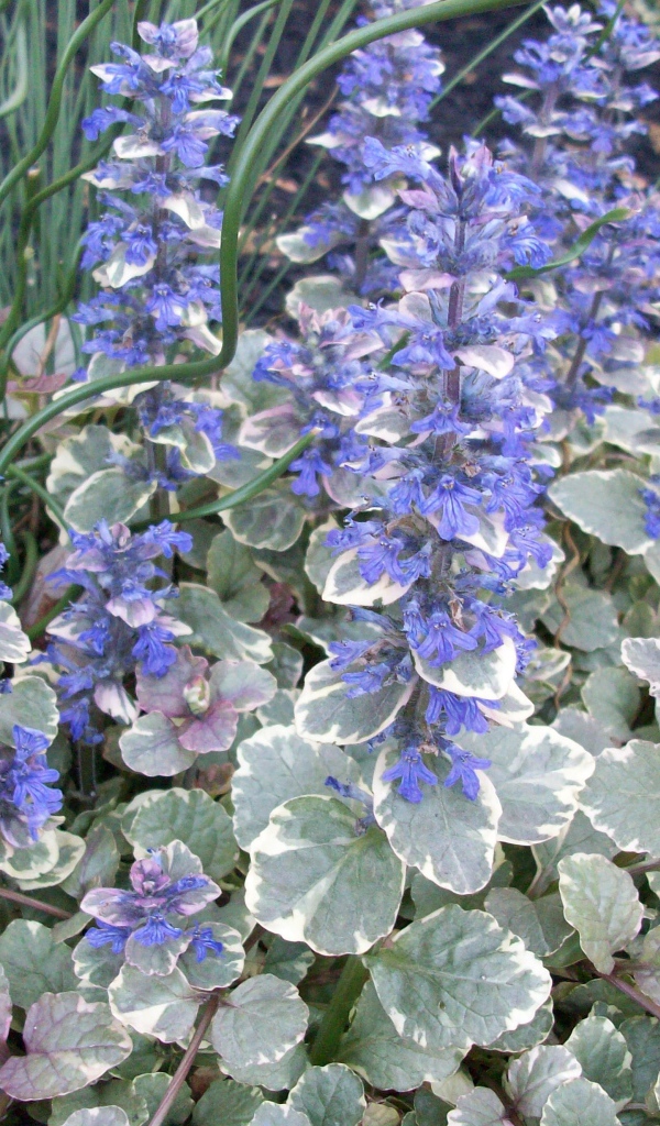 Красивая аюга в саду