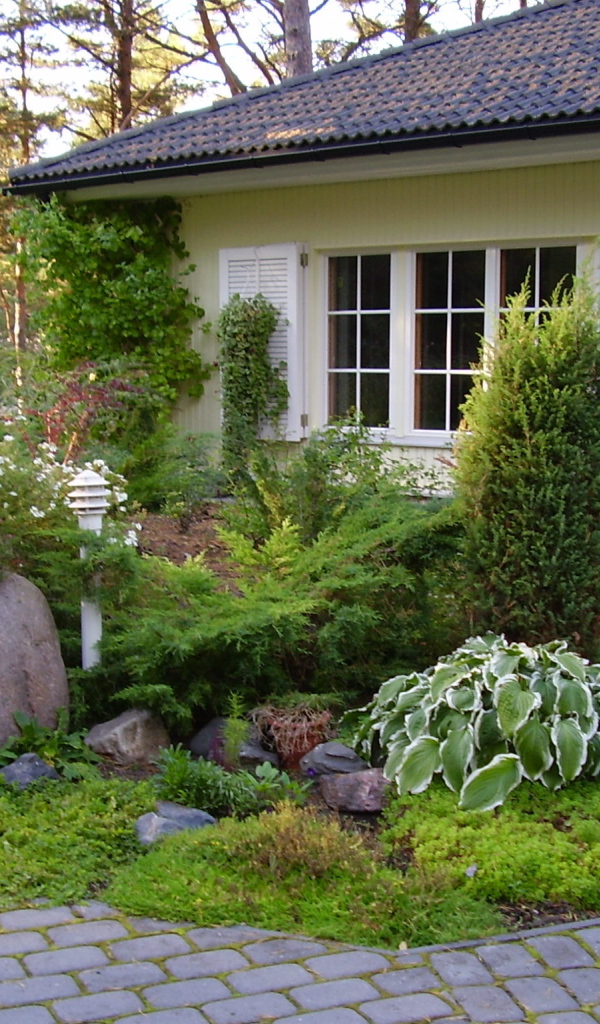 Красивая хоста в саду