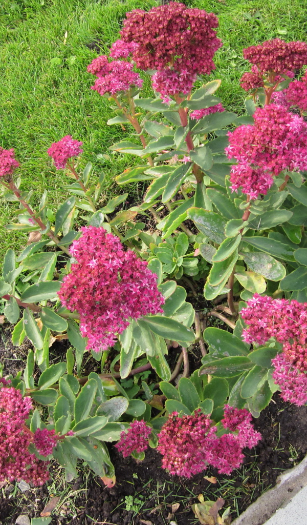 Красивый седум в саду