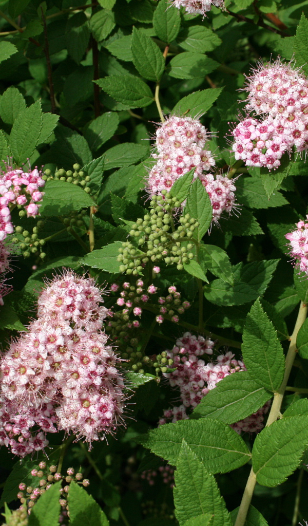 Красивая спирея в саду