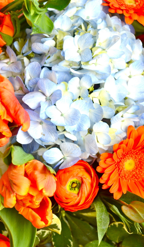 Красивые цветы гербера в парке