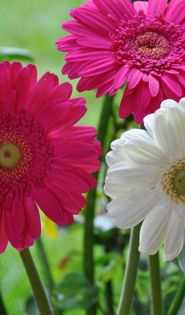 Красивая гербера на дачном участке