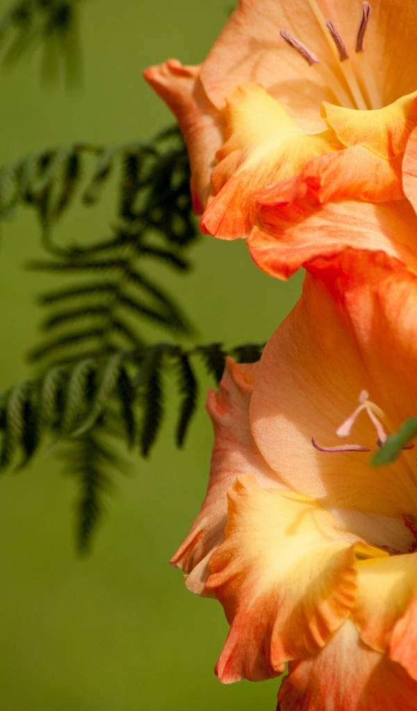 Красивые цветы гладиолус в саду