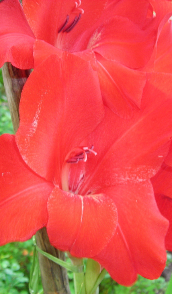 Красивые цветы гладиолус в парке