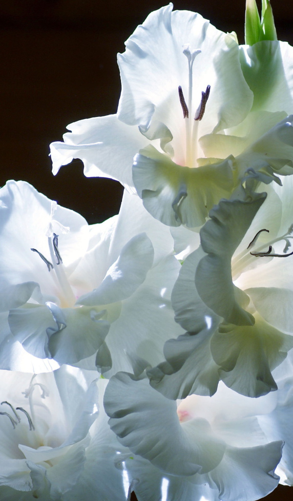 Красивые цветы гладиолус на поляне