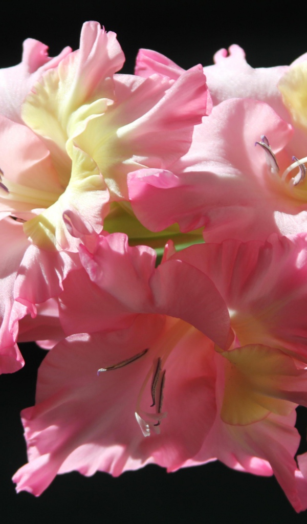 Красивый гладиолус на солнце