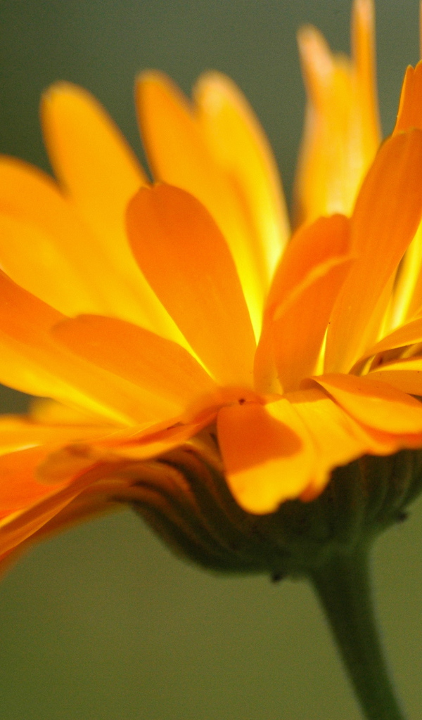 Красивая календула лечебная на дачном участке